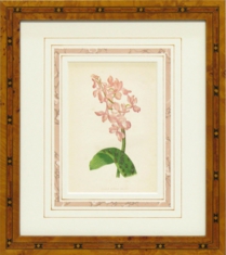 ボタニカルアート