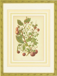 ボタニカルアート